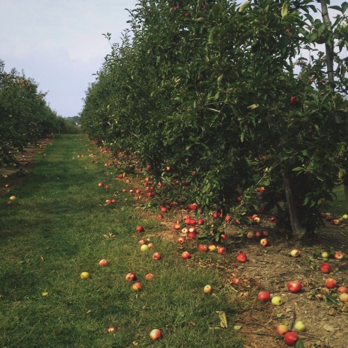 magickandmoss:  Today I went apple picking to get some apples for my pie for Mabon coming up! 