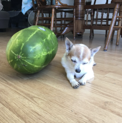 eatingwithdogs:  ✨🐶🍉