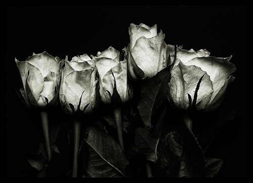 stonelantern:Five white roses by stonelantern