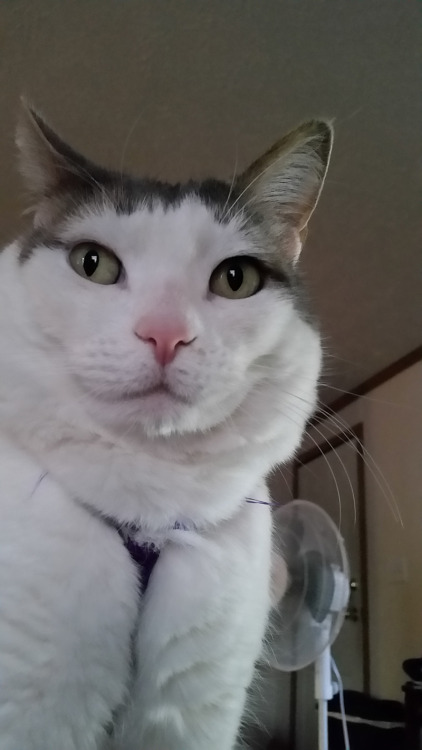 itsubun: Look at how pretty and fat Raile’s cat is!!!