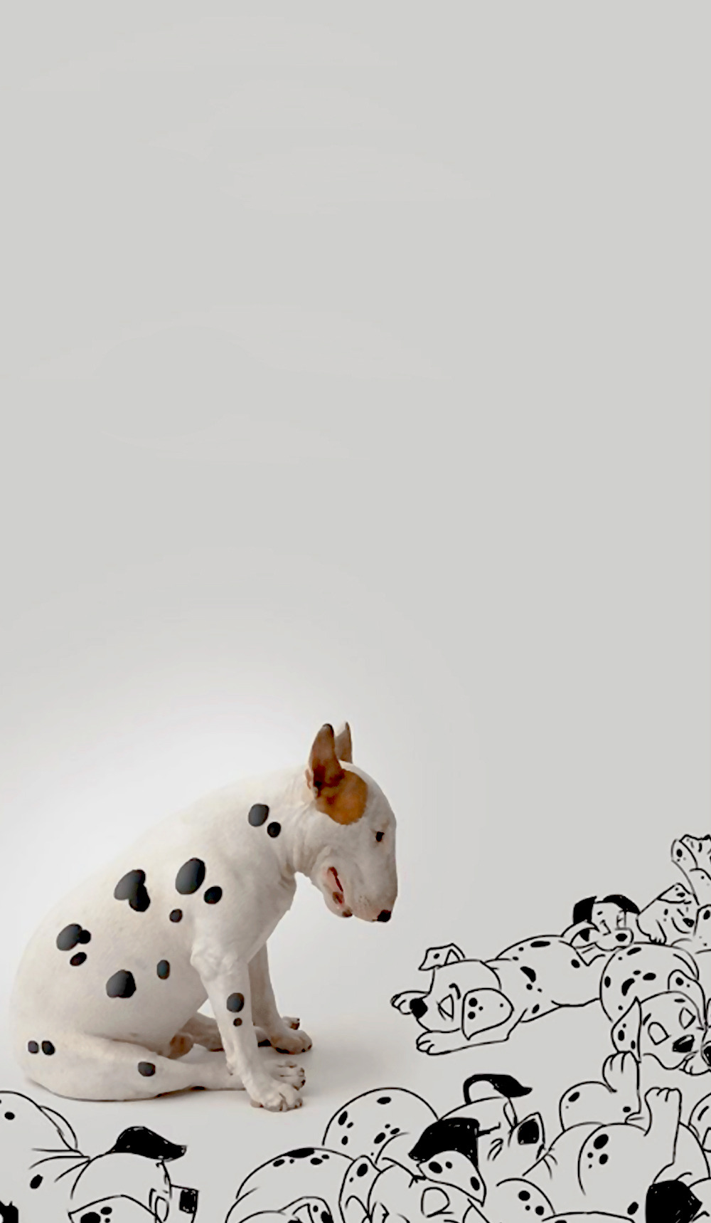 Random | — Bull Terrier | Wallpapers Instagram:...
