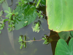 zay4ik:  japanese tree frog 