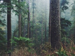 justapplyyourself: Cape Lookout State Park. Tillamook, Oregon.