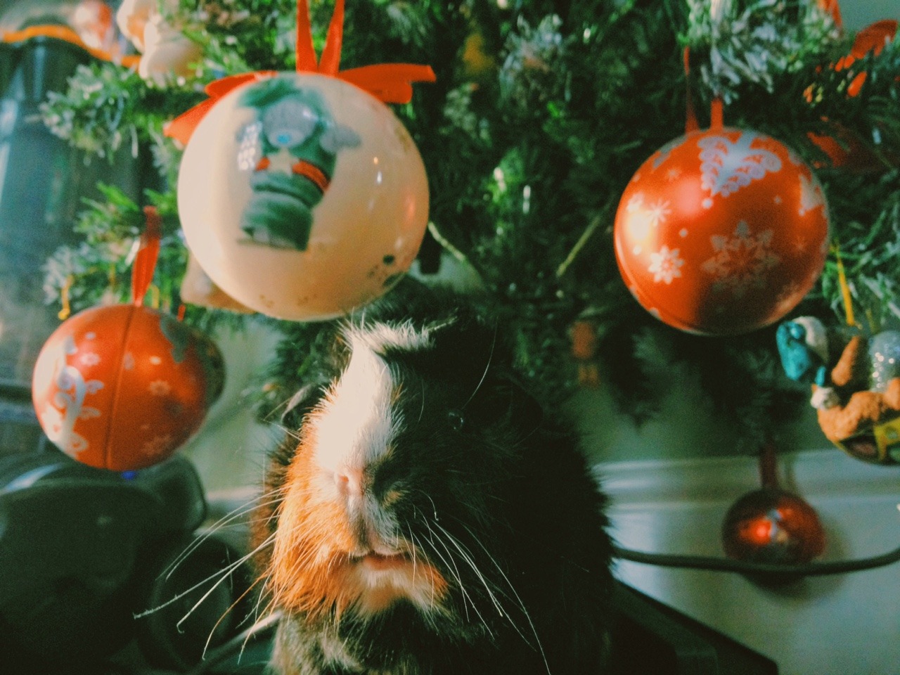 eleanorlouisemills:  Boo is loving life rn. His first christmas🎄🎁🎀💥