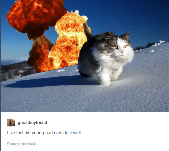 itsstuckyinmyhead:  The Cats of Tumblr 