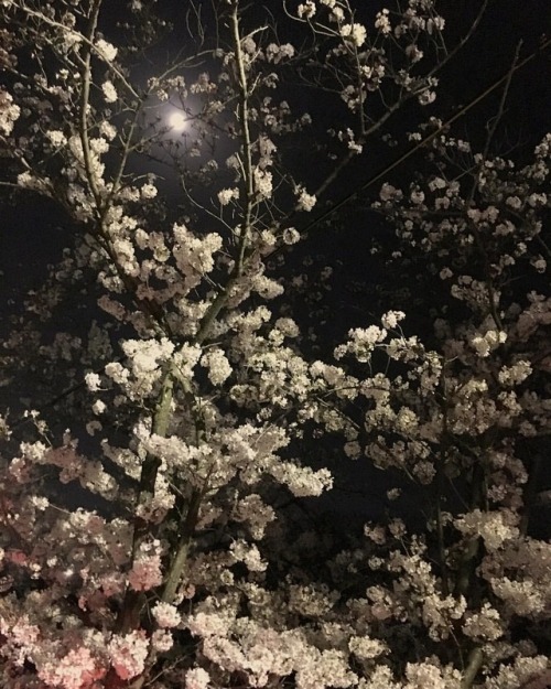 #夜桜 #満月 #月光浴 コイキング狩に #千里川 #ドライブ #cherryblossom x #fullmoon