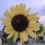 andthesunshoneagain
