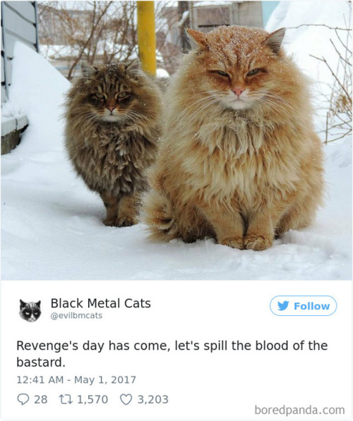 scowlofjustice: probablyacerpgideas: catsbeaversandducks: Twitter Account Pairs Cat Pics With Metal 