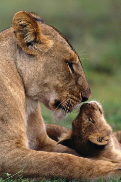 Wildlife World Zoo