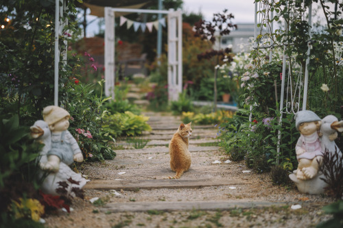 2022-05-14Flowers GardenCanon EOS R6 + RF50mm f1.2LInstagram  |  hwantastic79vivid