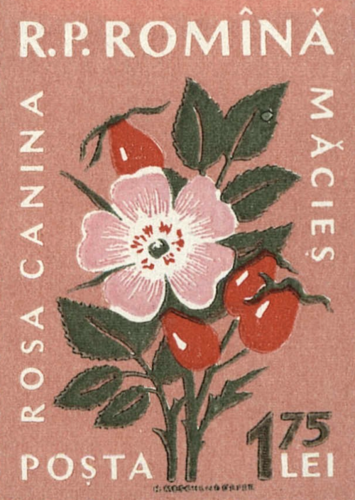 levkerbel: Four stamps from a series on native flora, Romania, 1959