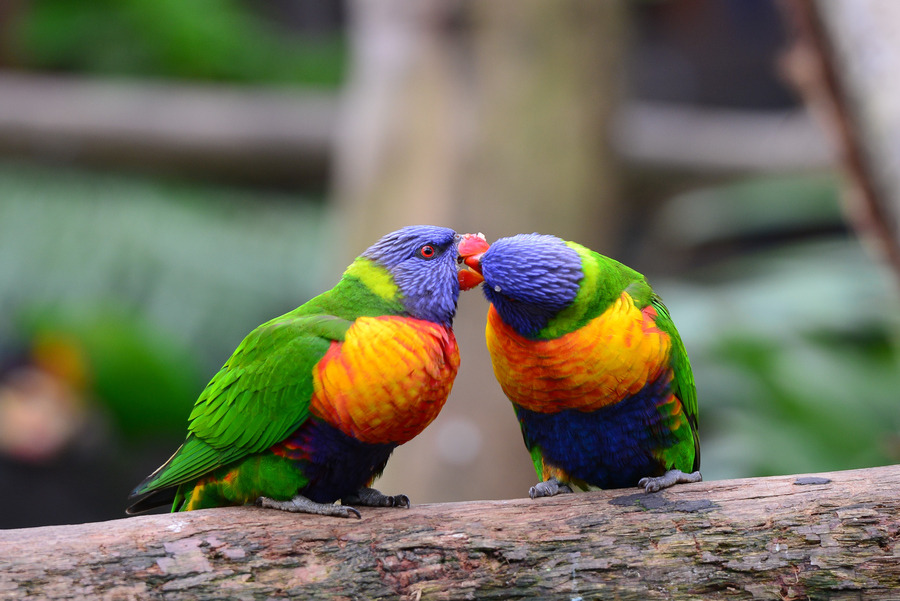 magicalnaturetour:  “Love Birds” by Lin Zee 