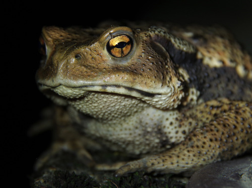 I was out watching fireflies last night, and I met a toad, on a bridge.