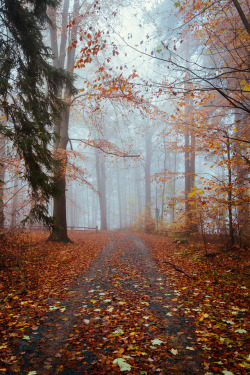 satakentia: Autumn VibesNiederrathen, Saxony, Germany by Thomas Richter 