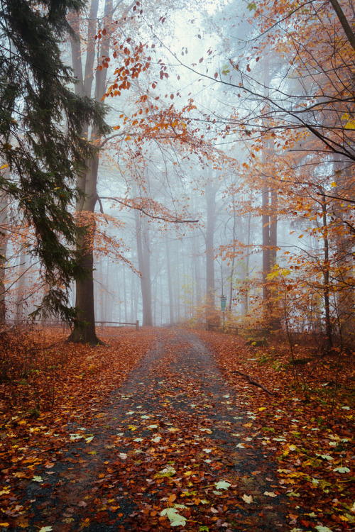 satakentia:Autumn VibesNiederrathen, Saxony, Germanyby Thomas Richter