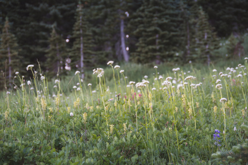 Meadow