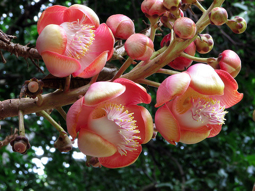 inspiration-imusam - cannonball tree