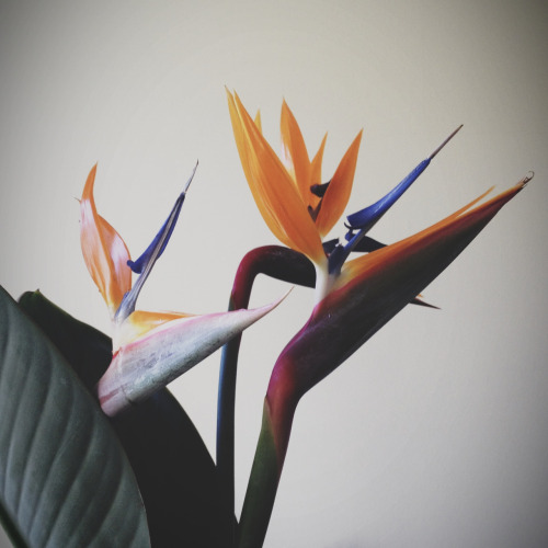 Bird of paradise