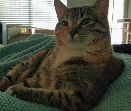 cute-overload:  My cat is the most interesting cat in the world…http://cute-overload.tumblr.com source: http://imgur.com/r/aww/aWoH3Lx