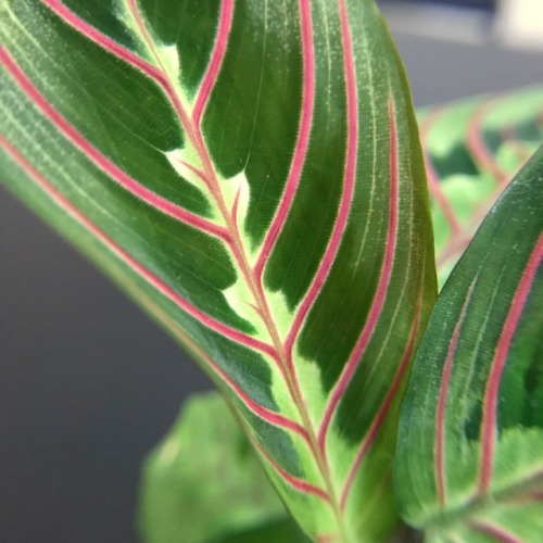 8.1.17 - Closeups of my wonderful Prayer Plant’s leaves.