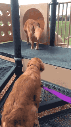 gifsboom:Video: Dog Teaches Puppy How to Use Slide