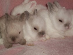 meowneko:  bunnies for your blog!!