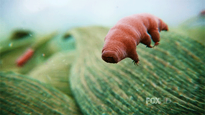 dragonmaw:  jtotheizzoe:  Eat Your Tardigrades or You Don’t Get Dessert! You know this little guy, right? It’s the mighty tardigrade, as featured in the new Cosmos. Tardigrades, also known as water bears, also known as FREAKIN’ MOSS PIGLETS, are