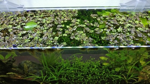 gammadile:It’s my 21st birthday, so naturally I did a huge water change on my 12 gallon. I’m loving 