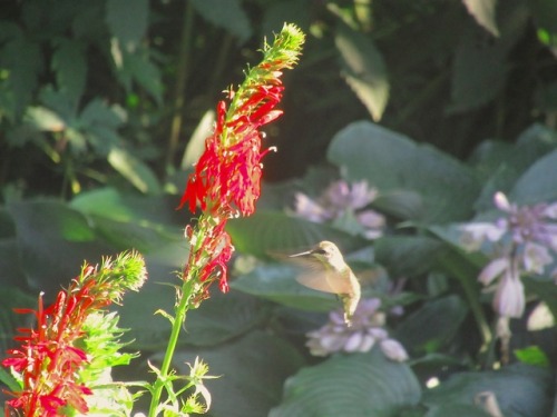 Ruby-throated hummingbird at cardinal flowers. Ever since they started blooming there are aerial bat
