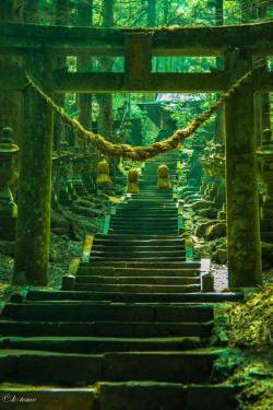 beifongkendo:  Torii and greenery, at Kumanoza shrine in Kumamoto. 