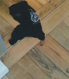 missholmesss:  janeeyr: Benedict Cumberbatch ALS ice bucket challenge   how is this