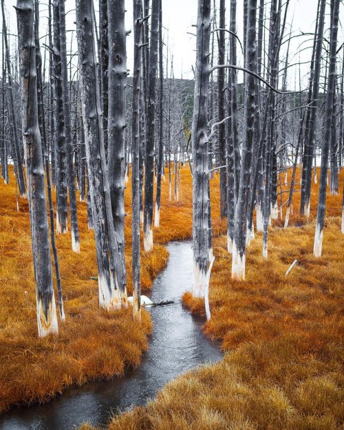 an-adventurers: Yellowstone National Park, Wyoming, USA