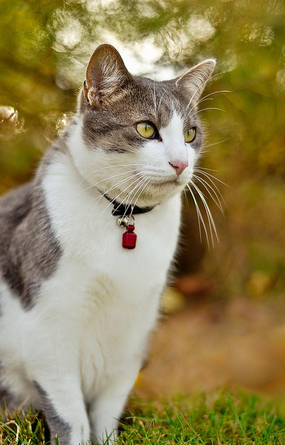 catycat21:Patapon by ~ Jessy Simon ~ 700k views ♥ on Flickr.