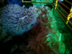 @king-rex1: This is Leonidas Perciville. Sorry it’s such a bad pic, he hates the flash.OMFG