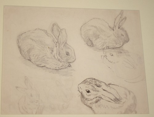 Beatrix Potter. Studies of a rabbit. Undated.