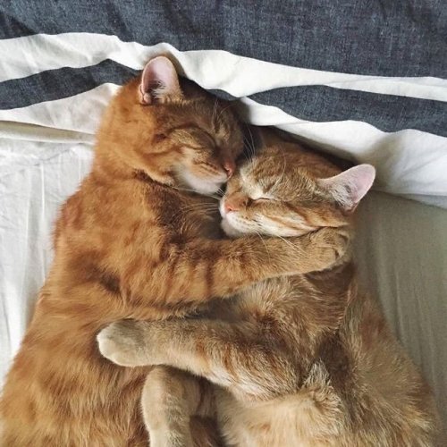 protect-and-love-cats: Relationship goals! catlover