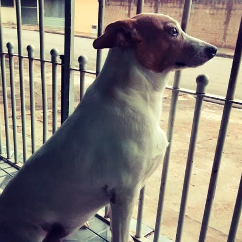 Minha gorda feia. :3