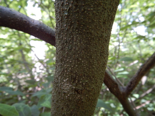 Rhamnus lanceolata species that often was associated with alkaline dry hillsides, open talus hillsid