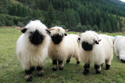 end0skeletal: nprfreshair:  Howdy. Valais Blacknose Sheep from Switzerland Photo via redscharlach  When you can see their faces they are very cute! via Zoo Tierpark Berlin 