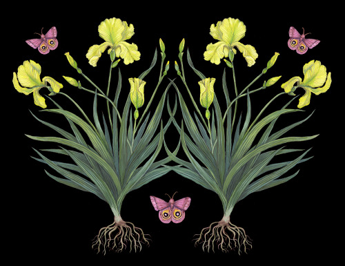 Yellow Irises2021, by Kelly Louise Judd