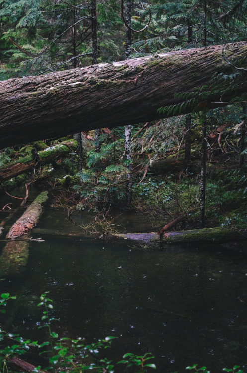 millivedder: Old Growth Pond Prints