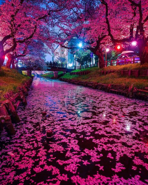 pangeen:  Kawagoe Hikawa Shrine, Tokyo Japan by Tadahisa Hagiwara