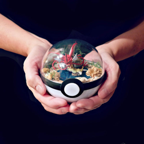 pxlbyte: Poké Ball Terrariums I wasn’t even aware that this was a thing, but you can apparently buy