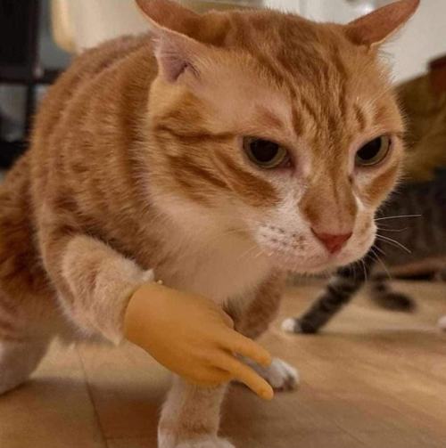 tasteslikedisaster