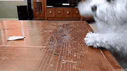Tastefullyoffensive:  Little Dog Problems. [Full Video]