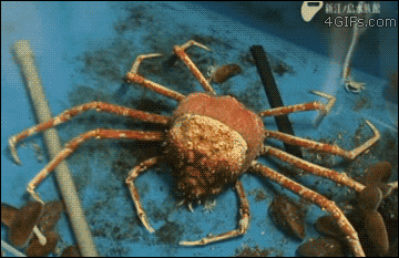 A spider crab moulting.