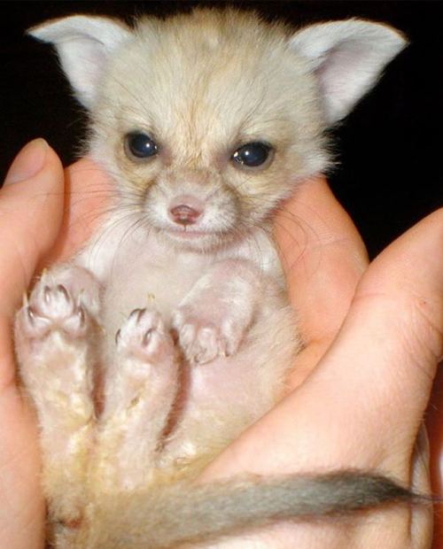 Baby Fennec Fox