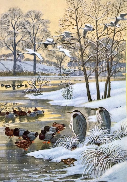 brigantias-isles:The Lake Is Partly FrozenWhat to Look for in Winter  illustrated by C.F. Tunnicliff
