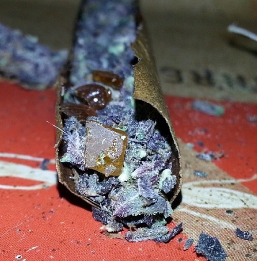 typegsir: o-holy-weed: bluntrollerandsmoker: blueberry from the west coast holllllaa damn