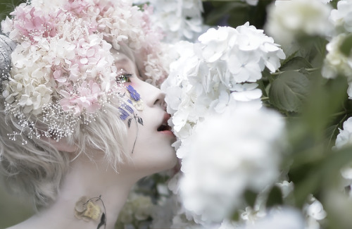 kitteii: もず  ❀ 【創作】「 hydrangea. 」Photoいさこ氏(@isak02)